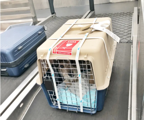 宝鸡宠物托运 宠物托运公司 机场宠物托运 宠物空运